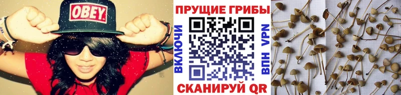 Галлюциногенные грибы мицелий  где купить наркотик  Радужный 